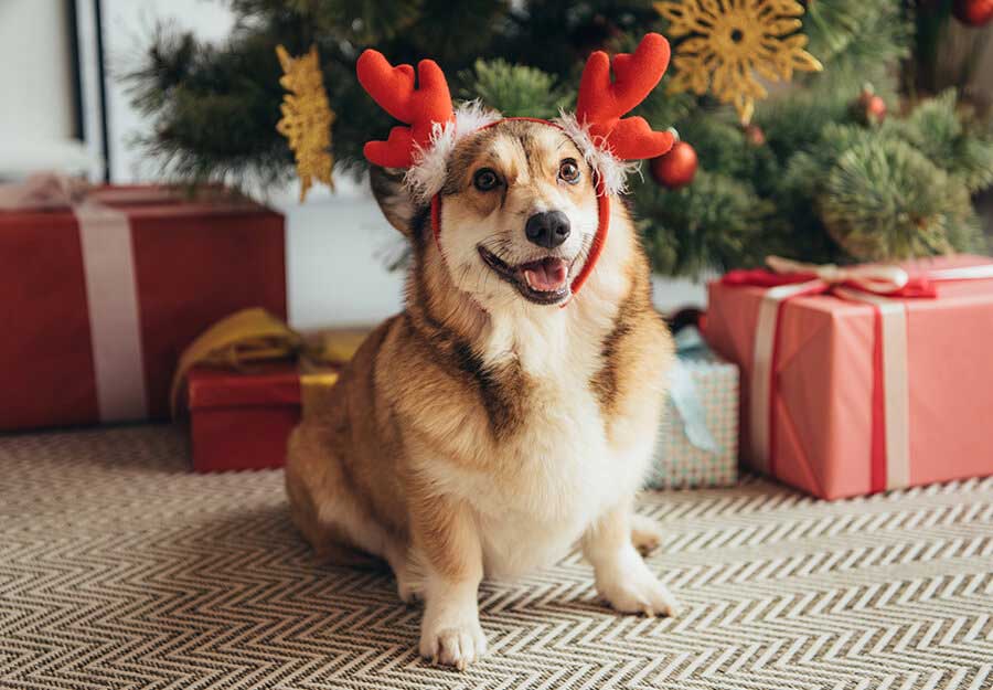 Dog christmas shop present ideas